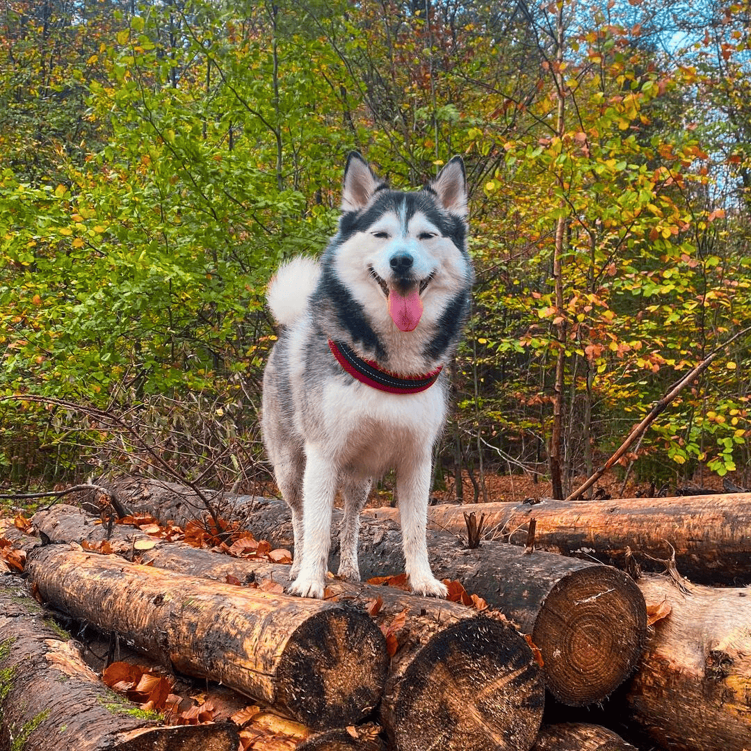 Easy Fit per cani di media taglia